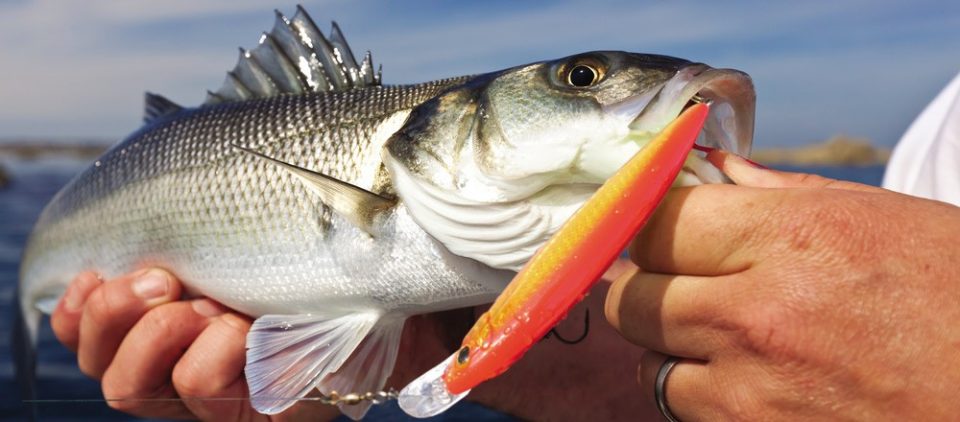 Bass on a stinger lure