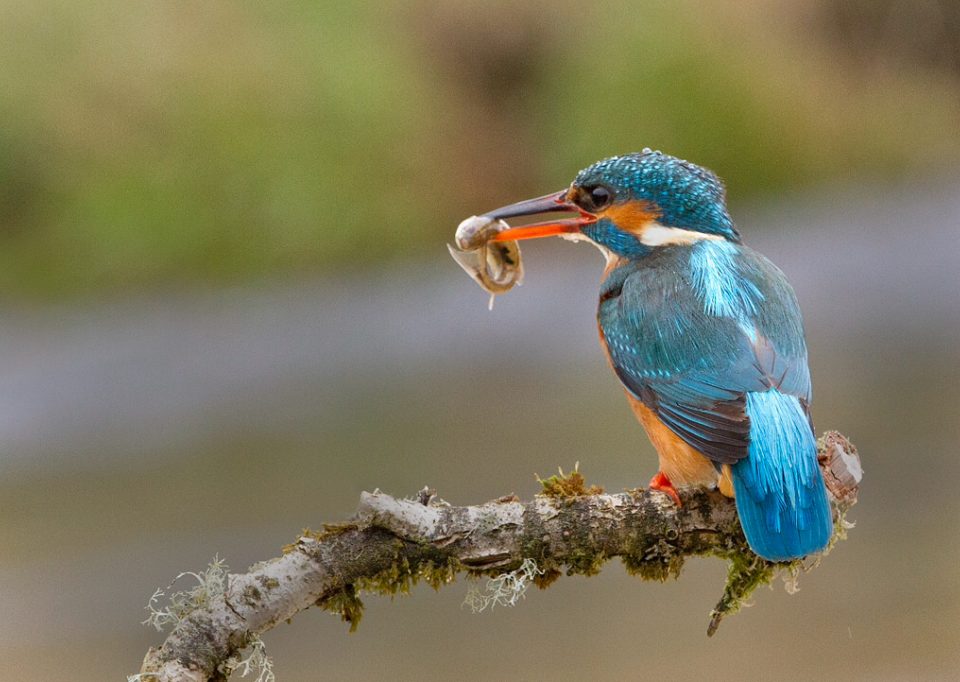 Kingfisher catches its tea!