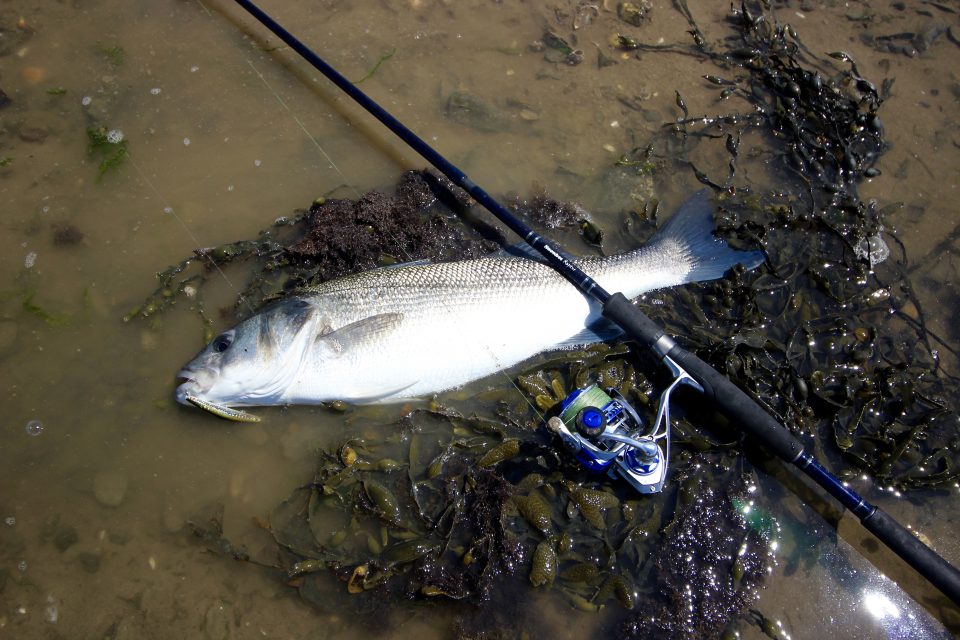 A fine 5lb Bass caught in the Taw estuary using a Snowbee raptor rod & 4000 reel on a Stinger Tide-Runner Minnow 125F