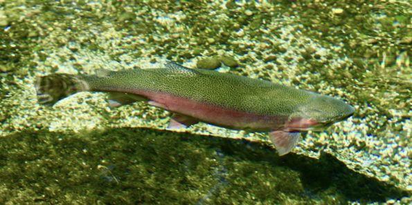 Trout swimming in water with glare removed by Snowbee polarised lenses