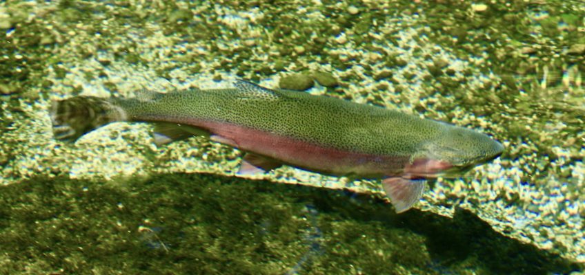 Trout swimming in water with glare removed by Snowbee polarised lenses