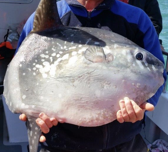 The sunfish – Sightings are not uncommon off the South West coast of the UK