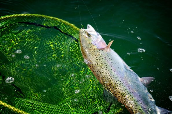 A lovely trout comes to the net nymphing