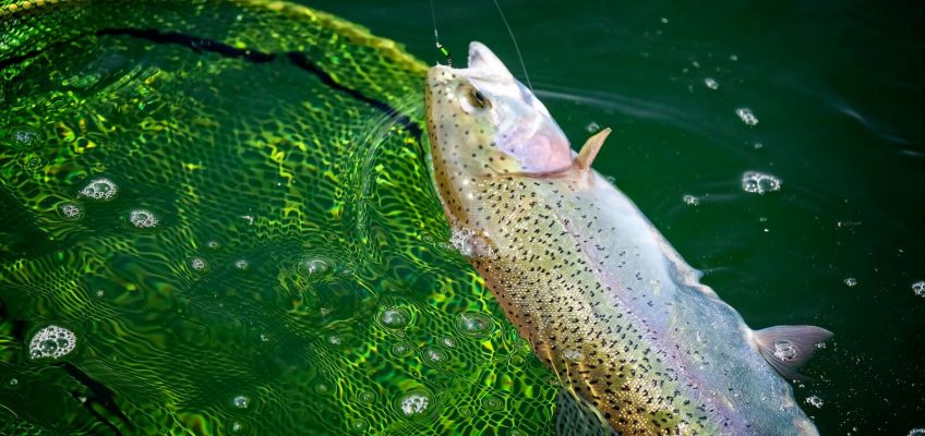 A lovely trout comes to the net nymphing