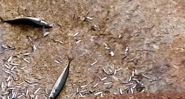 Mackerel and hate bait momentarily stranded as they are beached during a feeding frenzy, no doubt the Bass are lurking nearby to capitalise on events!