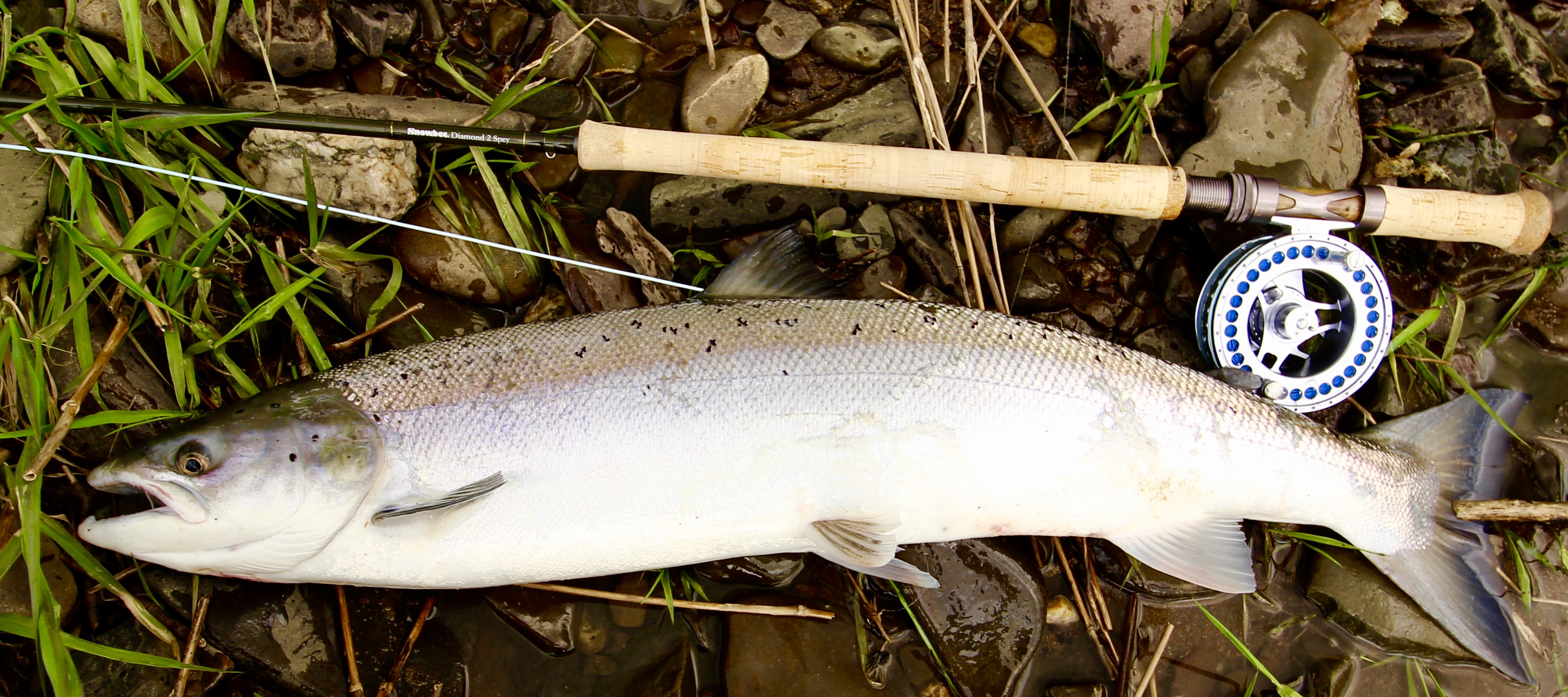A fine spring Salmon, using our Nano coated Scandinavian Spey line