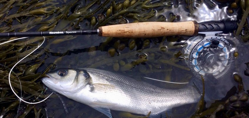 Local Bass Anglers needed to help with the Plymouth University I-Bass tagging programme: