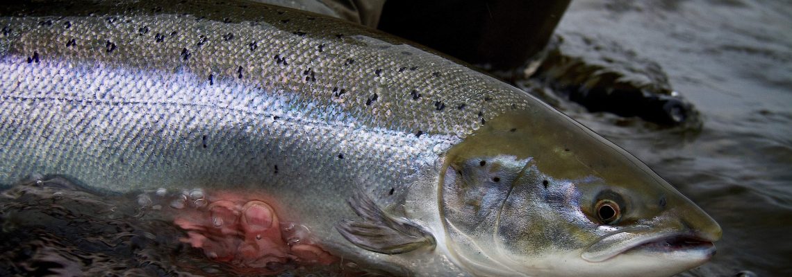 Chasing February silver on the majestic River Dee!