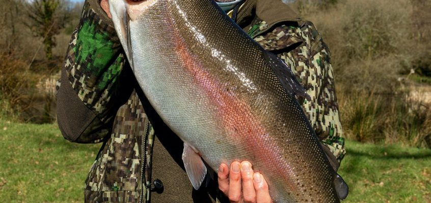 14lb 5 oz Rainbow from Tavistock Fishery – Russ Symons
